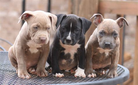 Fur Babies Corner: Pit Bulls – The MOST Misunderstood Breed of Dog | Newz Breaker