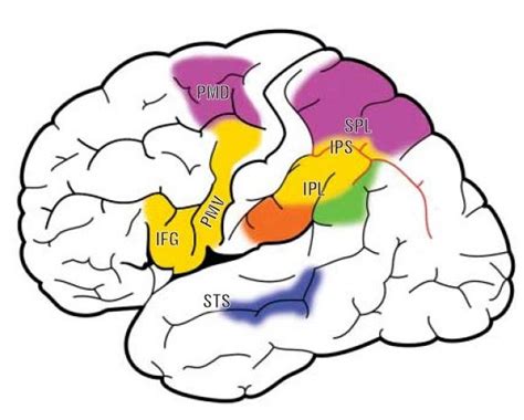 Le aree della corteccia parietale e frontale dove si trovano i neuroni ...