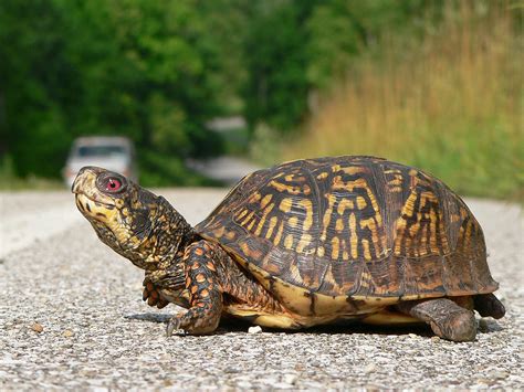 Eastern Box Turtle (Terrapene carolina) - Phenology Project