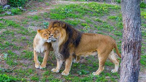 Lion and Lioness Kissing stock image. Image of outdoor - 180961353