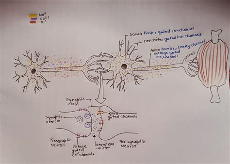 [Solved] Sketch two multipolar neurons (neuron 1 and neuron 2) with the ...