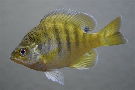 Bluegill Fishing Tips: Master the Art of Catching the Vibrant Freshwater Sunfish - FishOnTips