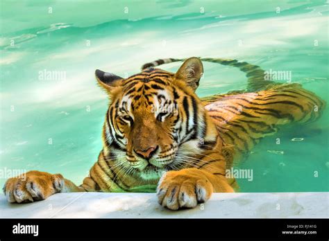 Tiger playing in water Stock Photo - Alamy