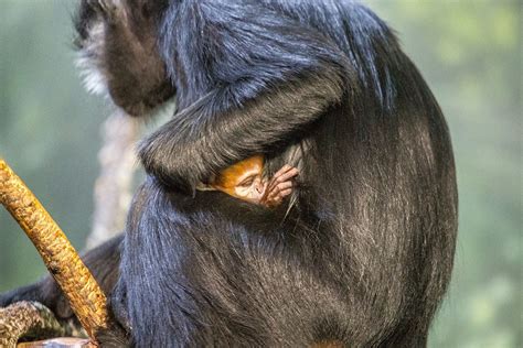 Baby Francois’ langur settling in at Lincoln Park Zoo - Chicago Sun-Times