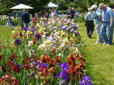 Spring Is in Bloom at Presby Memorial Iris Gardens in Montclair - The Village Green