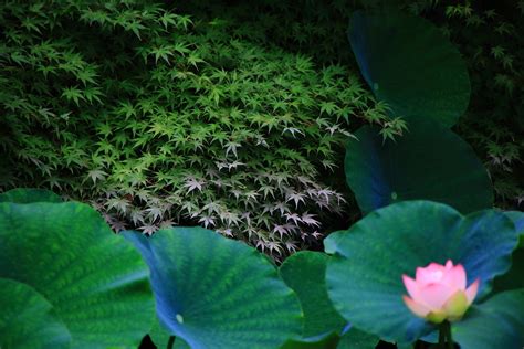 知恩院の蓮池の美しい青もみじとハスの葉