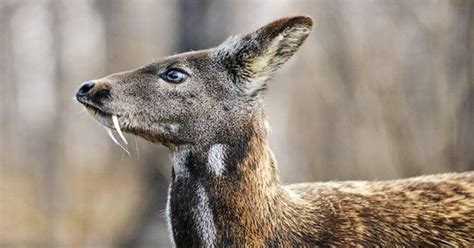 India has loneliest musk deer in the world