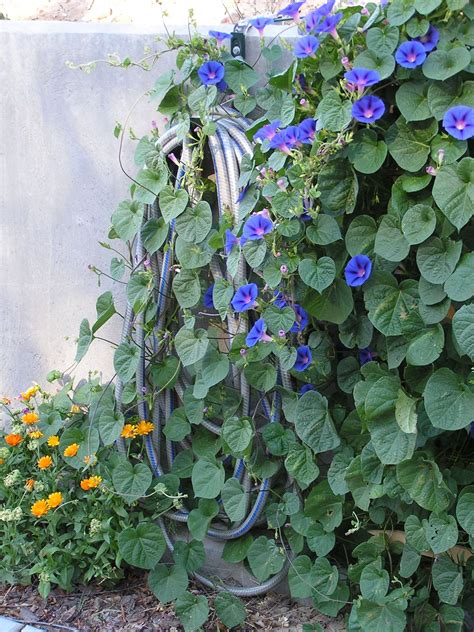 Blue morning glory vine Photo by Melanie Pratt | Blue morning glory ...