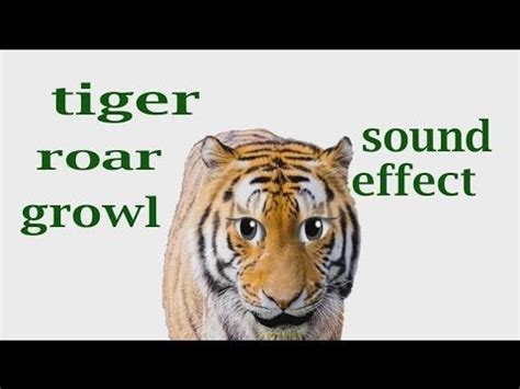 The Animal Sounds: Tiger Roar, Growl - Sound Effect - Animation | Animal sounds, Tiger, Tiger sound