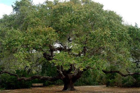 Texas to give one of nation's oldest trees new protection