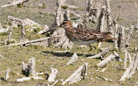 Snipe 5430.jpg | BirdForum