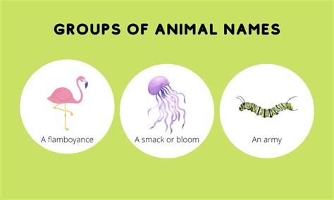 Animal Group Names For Kids - Grammar