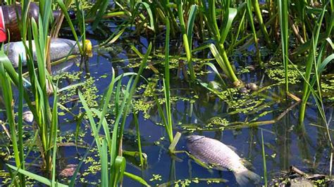 Water Pollution Effects On Fish