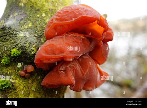 Wood ear fungus hi-res stock photography and images - Alamy