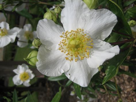 Carpenteria californica - Sevenoaks Native Nursery