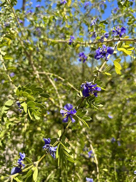 Guayacan tree, full bloom in middle of record July/Aug Phoenix Heat : r/marijuanaenthusiasts