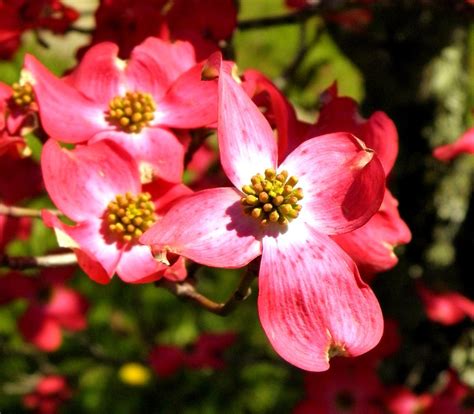 North Carolina Dogwood which just happens to be in our front yard--West ...