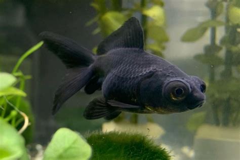 Black Moor Goldfish Care Guide: Diet, Breeding, Diseases