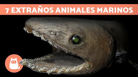 Los Animales MARINOS más RAROS del MUNDO 🦑 (TOP 7) - YouTube