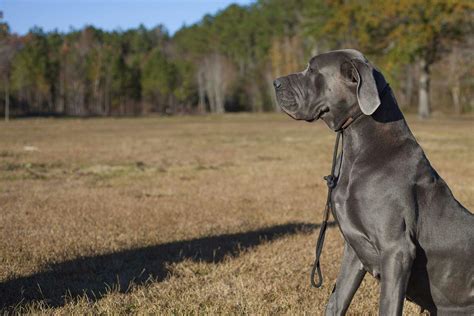 How Do You Leash Train A Great Dane Puppy