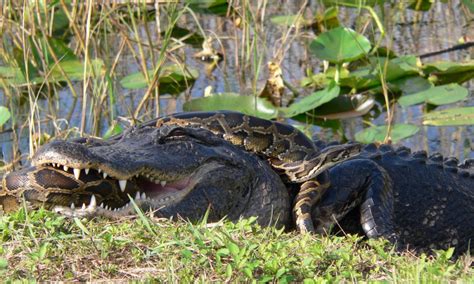 Predator thrives in Florida, ravages environment - Royal Examiner