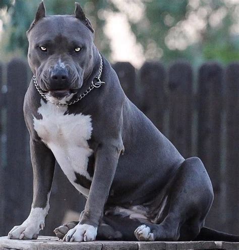 Cómo es un pitbull blue - Amigos de los perros