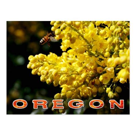 Oregon State Flower: Oregon Grape Postcard | Zazzle