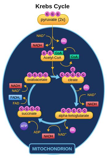 Krebs Cycle Diagram Worksheet