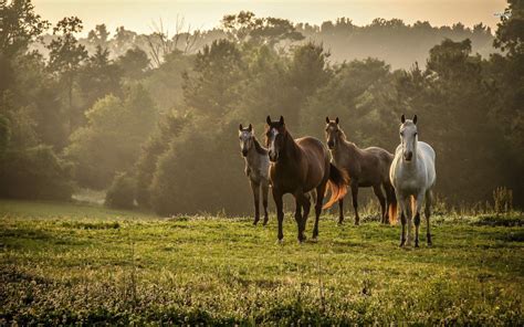 🔥 Free Download Hd Animals Wallpaper Wild Horses Running by @williamb88 ...