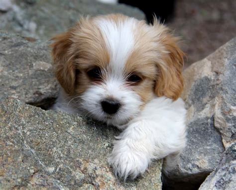 Cavachon, Cavalier King Charles Spaniel and Bichon Frise Mix ...