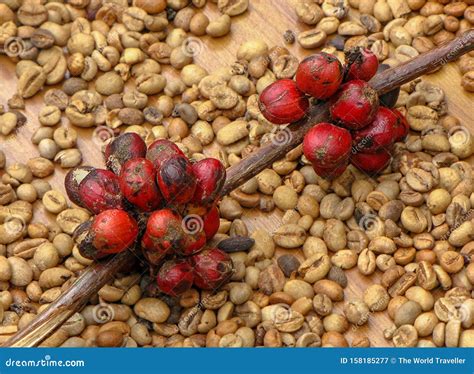 Fresh Red Coffee Beans on a Branch Stock Image - Image of beverage, branch: 158185277