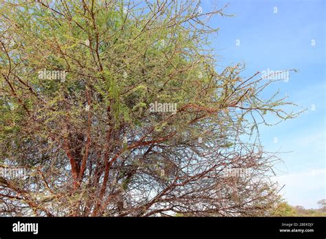 Closeup of acacia tree branches/thorns Stock Photo - Alamy