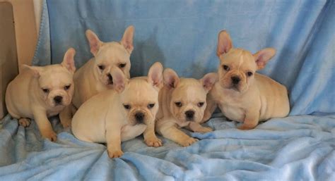 Cream French Bulldog Los Angeles CA For Sale | Pet Loan available here ...