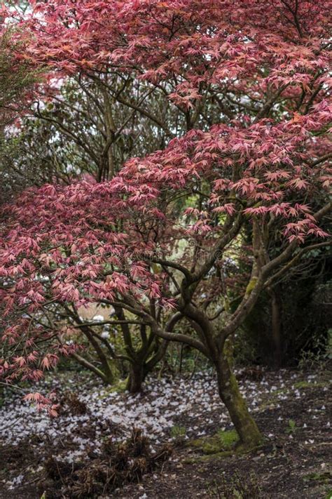 The Japanese Maple stock photo. Image of pretty, grass - 119437848