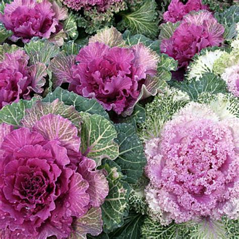 Ornamental Cabbage Seeds | ubicaciondepersonas.cdmx.gob.mx