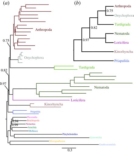 Revisiting metazoan phylogeny with genomic sampling of all phyla | Proceedings of the Royal ...