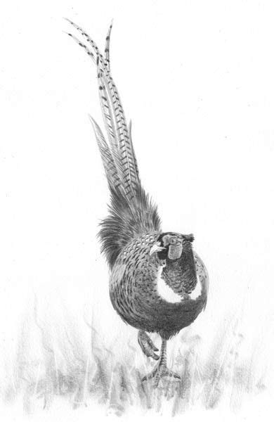 pheasant in 2023 | Hunting drawings, Hunting art, Pencil drawings of animals