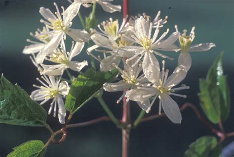 Clematis virginiana (Virginia virgin's-bower): Go Botany