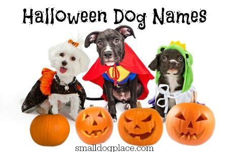 Halloween Dog Names: Which Spooky One will You Choose?