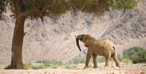 Safari in the Skeleton Coast National Park, Namibia - Journeys by Design