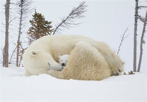 Polar Bear Mother and Cubs Photography