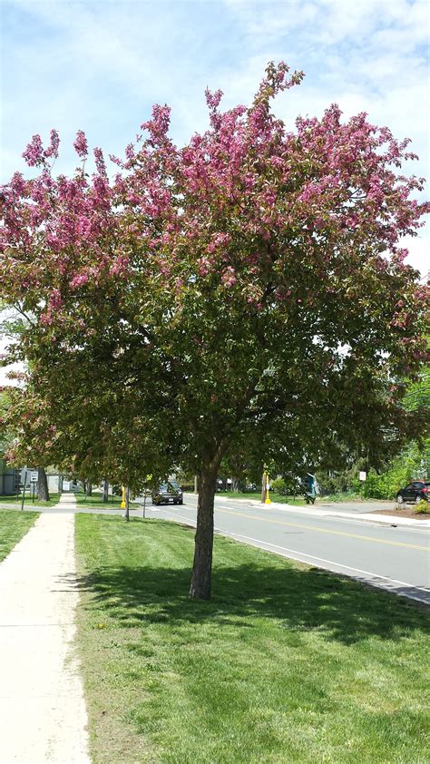 What Are Those Flowering Trees/Bushes I Drive By Every Day?