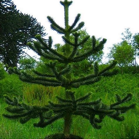 Araucaria araucana | Kiefer Nursery: Trees, Shrubs, Perennials