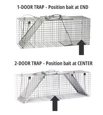 How to Trap Muskrats | Muskrat Trapping | Havahart® US