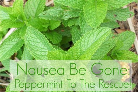 Nausea Be Gone: Peppermint To The Rescue! - Natural Remedies Mom