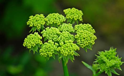 Parsley Herb Blooming - Free photo on Pixabay - Pixabay