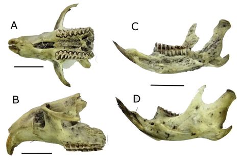 Microtus nebrodensis: skull in ventral (A) and lateral (B) views; lower ...