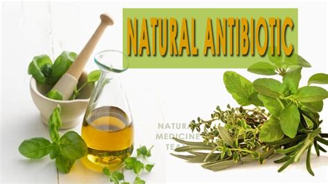 Top Natural Antibiotic: Oregano Oil Recipe | Top Natural Remedy