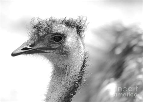 Emu - Black and White Photograph by Carol Groenen - Fine Art America