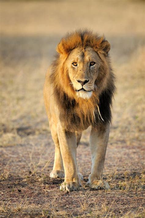 Lion stock photo. Image of carnivore, behavior, grass - 31704784